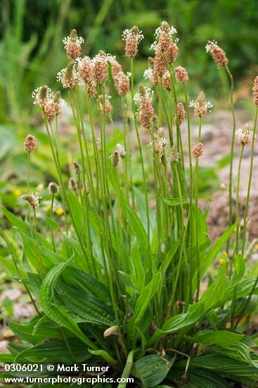 Plantago lanceolata