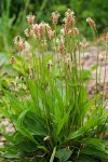 Plantago lanceolata