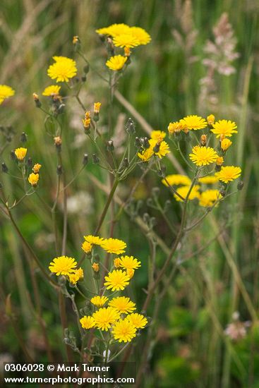 Crepis capillaris