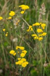 Smooth Hawksbeard blossoms