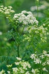 Poison Hemlock blossoms & foliage detail