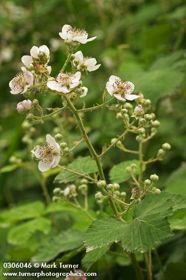 Rubus discolor