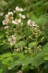 Himalayan Blackberry blossoms & foliage