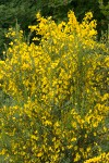 Cytisus scoparius