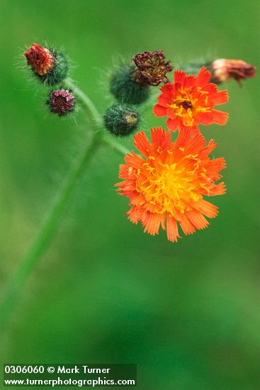 Hieracium aurantiacum