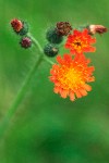 Orange Hawkweed blossoms detail