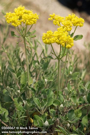 Eriogonum umbellatum