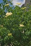 Sambucus nigra ssp. cerulea