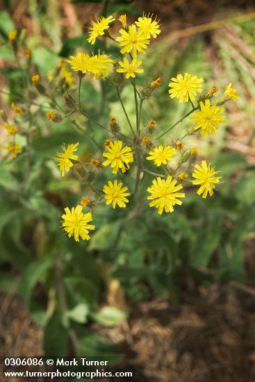 Hieracium cynoglossoides