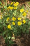 Western Hawkweed