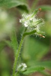 Common Cryptantha blossoms & foliage detail