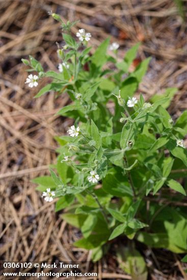 Silene menziesii