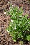Silene menziesii