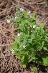 Menzies' Catchfly