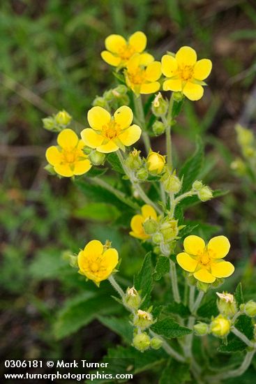 Potentilla arguta