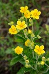 Sharp-toothed (Glandular) Cinquefoil blossoms