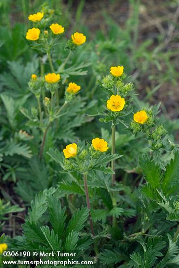 Potentilla gracilis