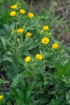 Potentilla gracilis