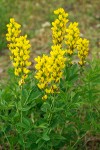 Mountain Golden-pea blossoms & foliage