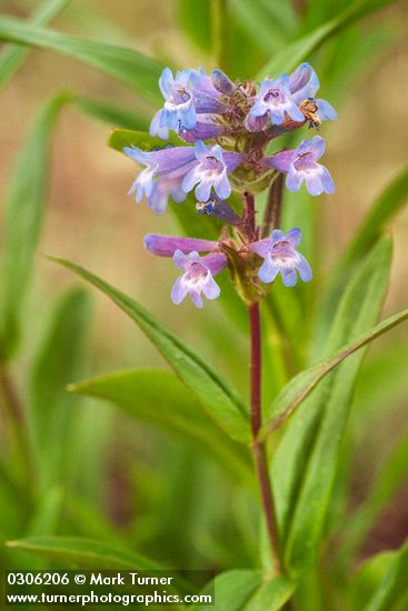 Penstemon procerus