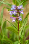 Pincushion Penstemon blossoms & foliage detail