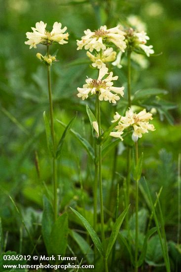 Penstemon confertus