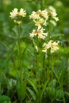 Yellow Penstemon