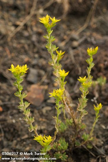 Sedum stenopetalum