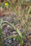 Agoseris grandiflora