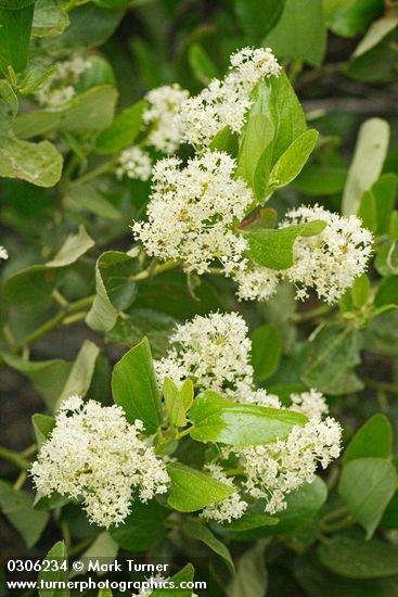 Ceanothus velutinus