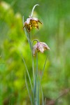 Fritillaria atropurpurea