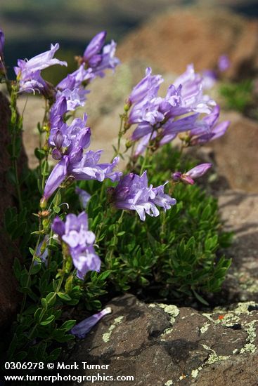 Penstemon fruticosus