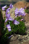 Lowbush Penstemon on rocky Aldrich Mtn summit