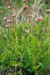 Horkelia fusca
