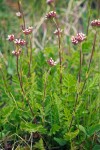 Pinewoods Horkelia