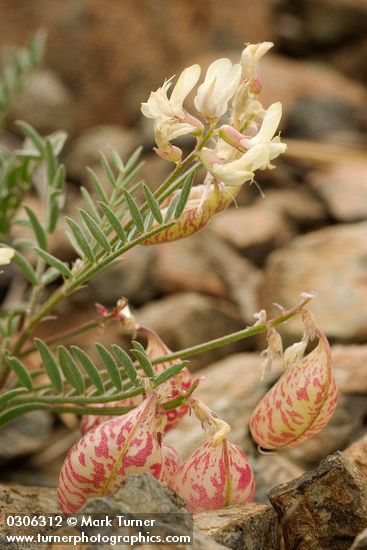 Astragalus whitneyi