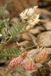 Astragalus whitneyi