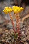 Sedum lanceolatum