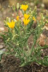 Crepis occidentalis