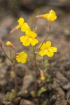 Washington Monkeyflower