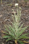 Cirsium canovirens