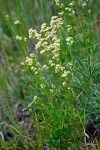 Galium boreale