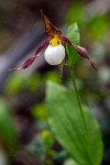 Cypripedium montanum