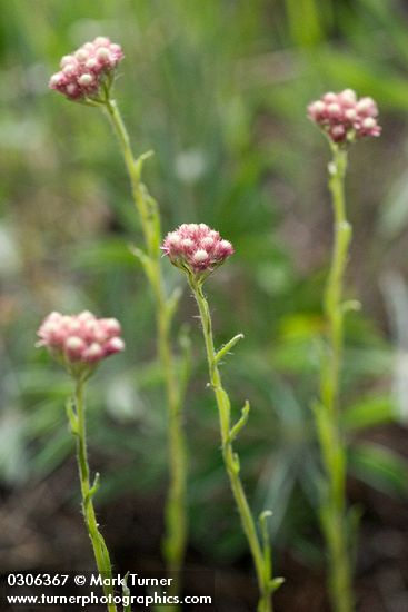 Antennaria rosea