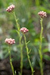 Antennaria rosea