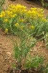 Crepis runcinata