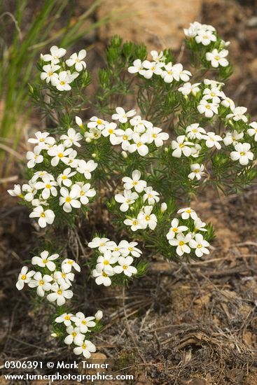 Linanthus nuttallii ssp. nuttallii