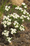 Linanthus nuttallii