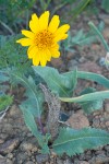 Balsamorhiza serrata