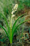 Zigadenus paniculatus